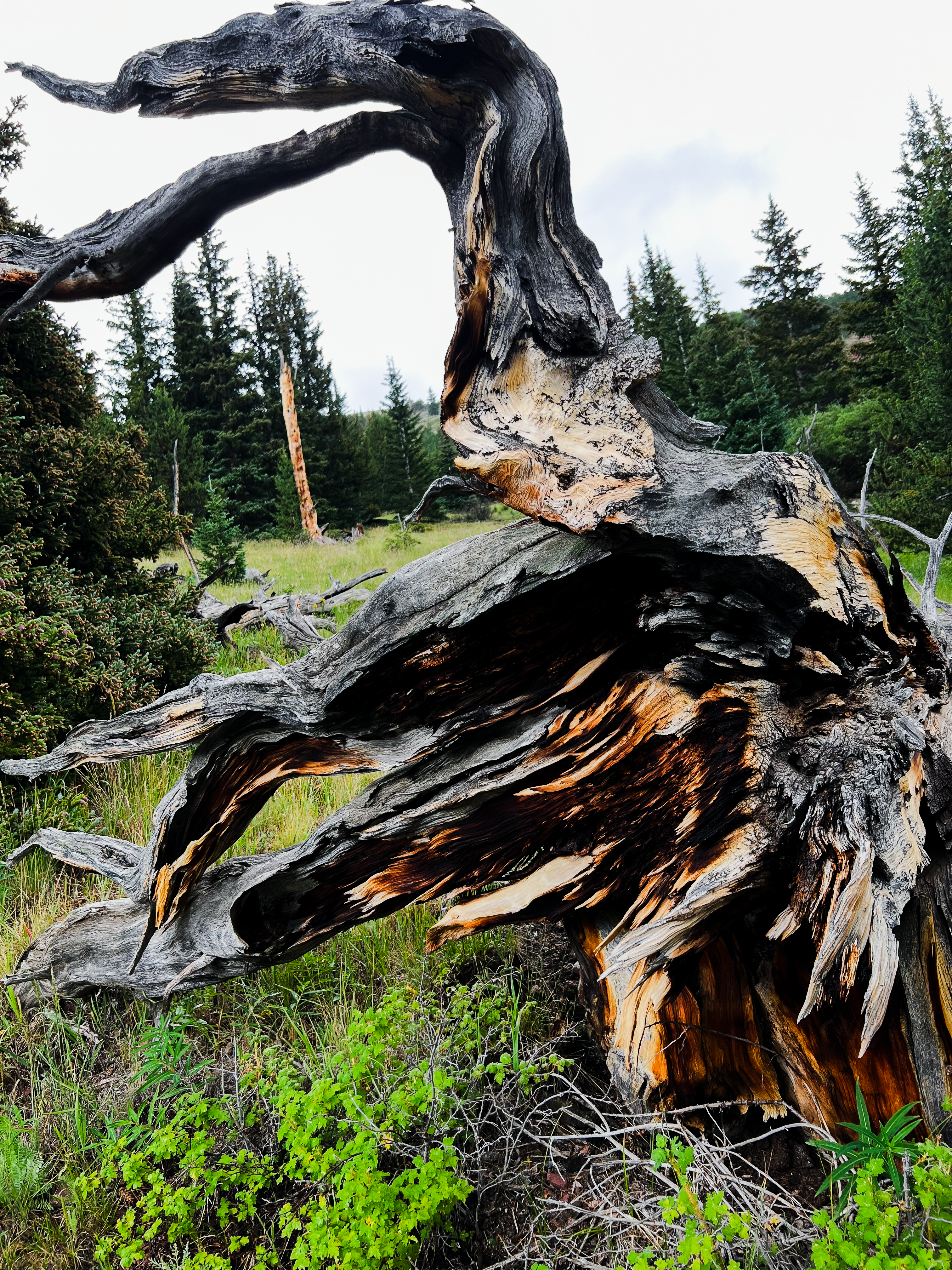Ancient fire-scarred bristlecone on BCCI property