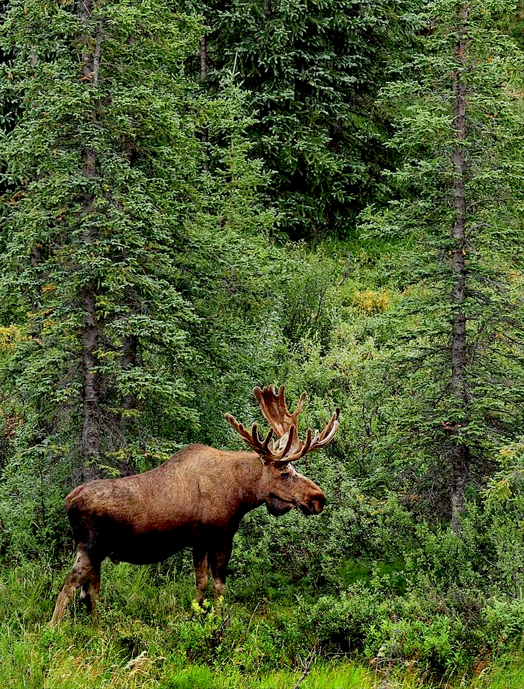 Bull moose in riparian forest — BCCI property area